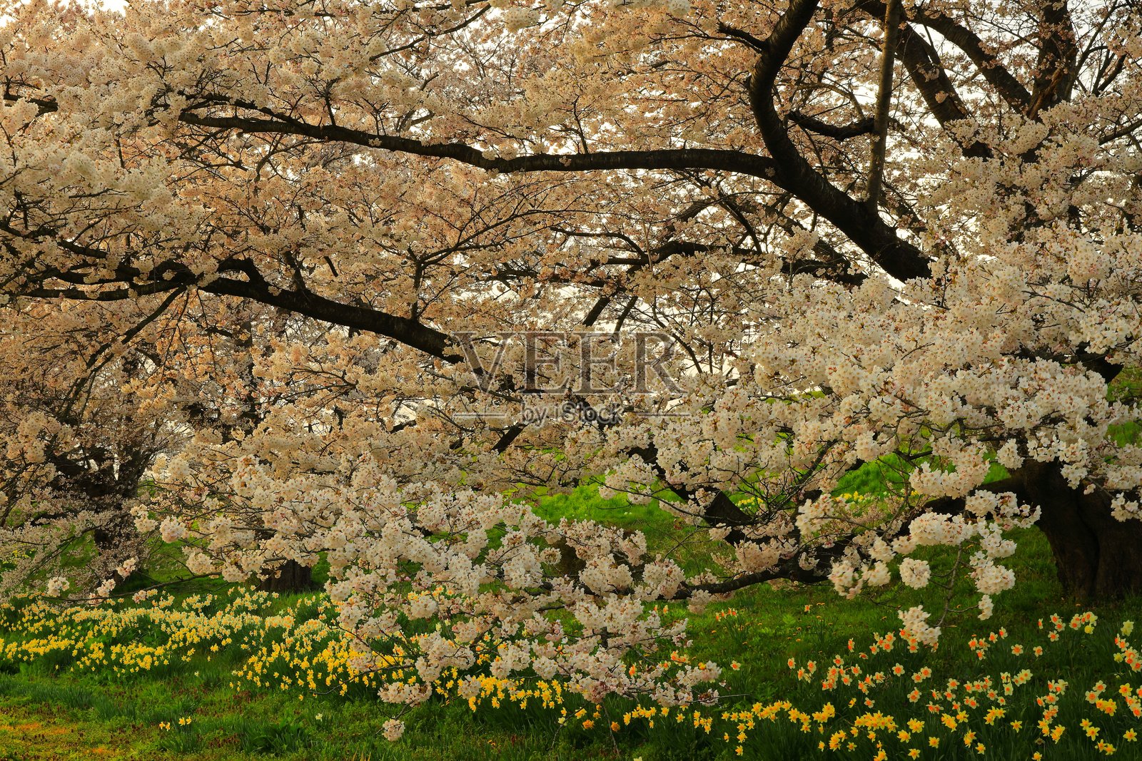 樱花美景照片摄影图片