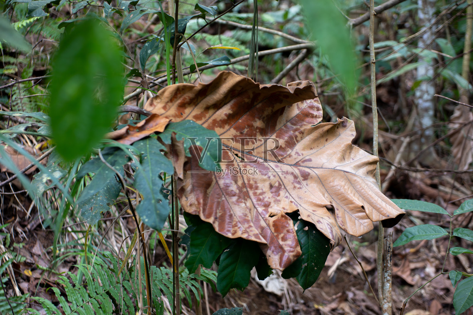 林地里，一片干枯的棕色树叶悬挂在绿植丛中照片摄影图片