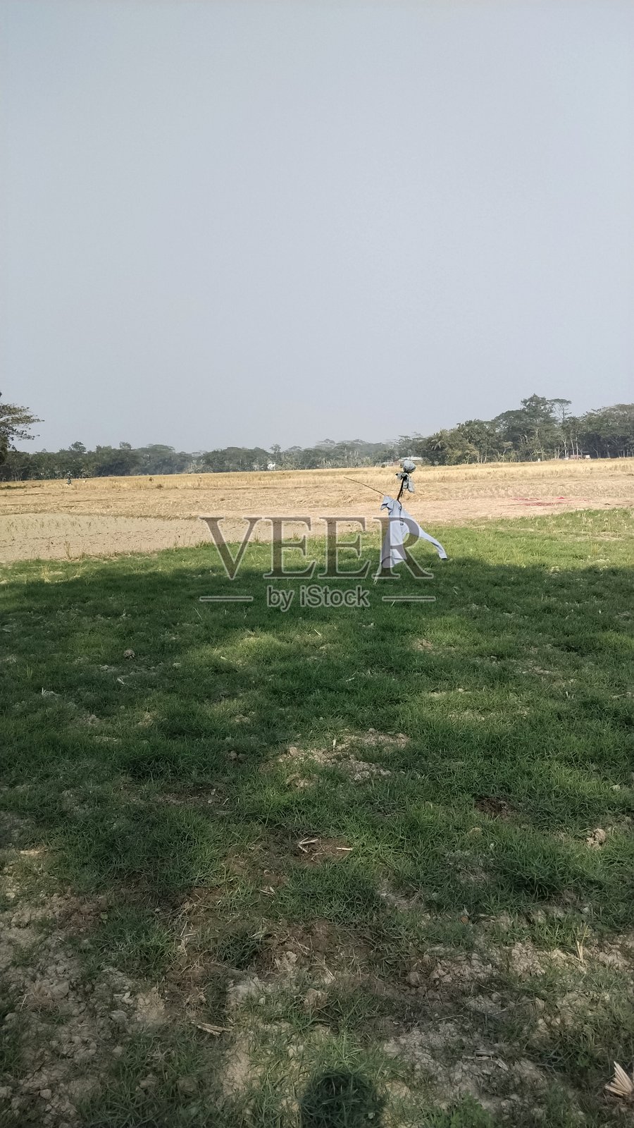 绿色景观照片摄影图片