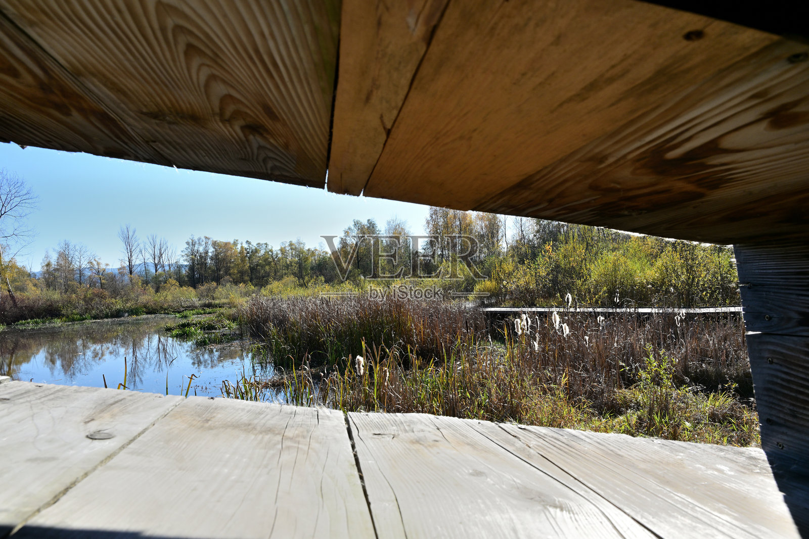 游客使用的木制人行桥，横跨有水生植物的河狸池塘照片摄影图片