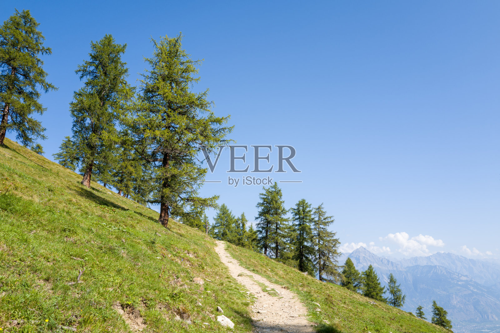 阳光明媚的远足小径蜿蜒穿过高山树林照片摄影图片