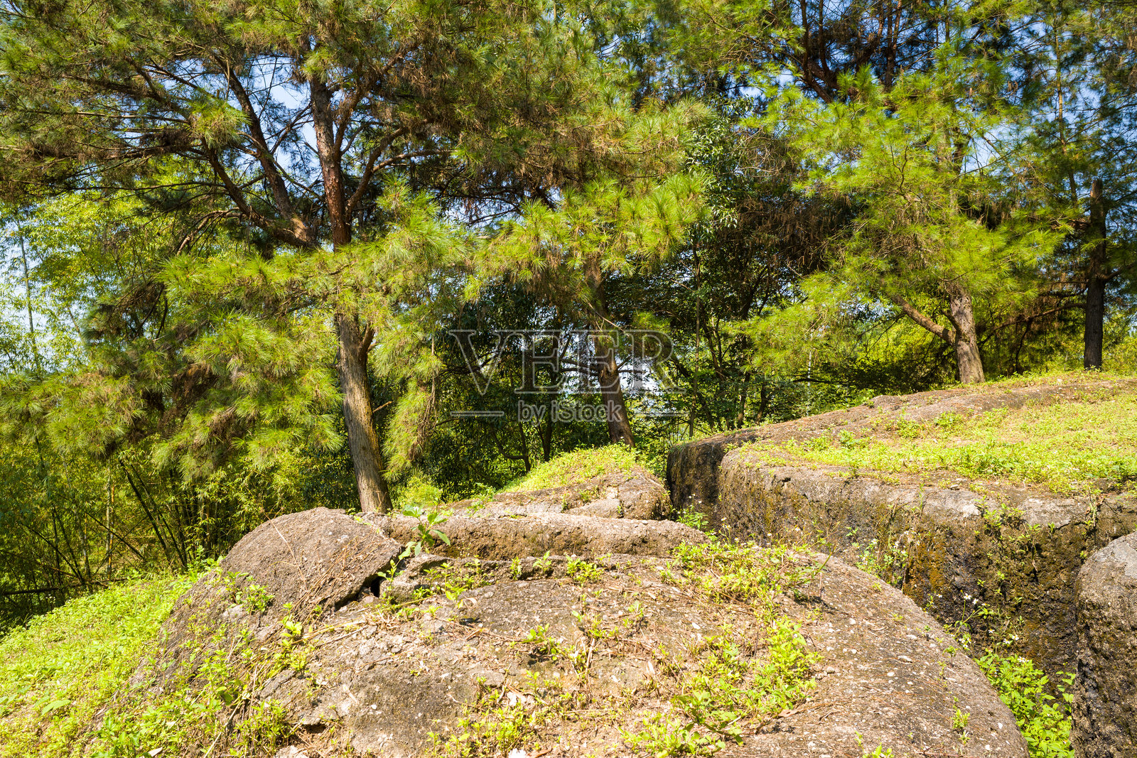 阳光下的松树林中的奠边府碉堡遗址照片摄影图片