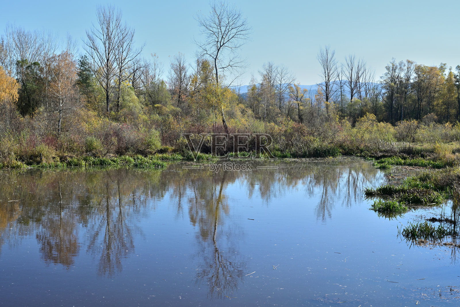 水生植物和沼泽环绕的河狸池塘风景画照片摄影图片