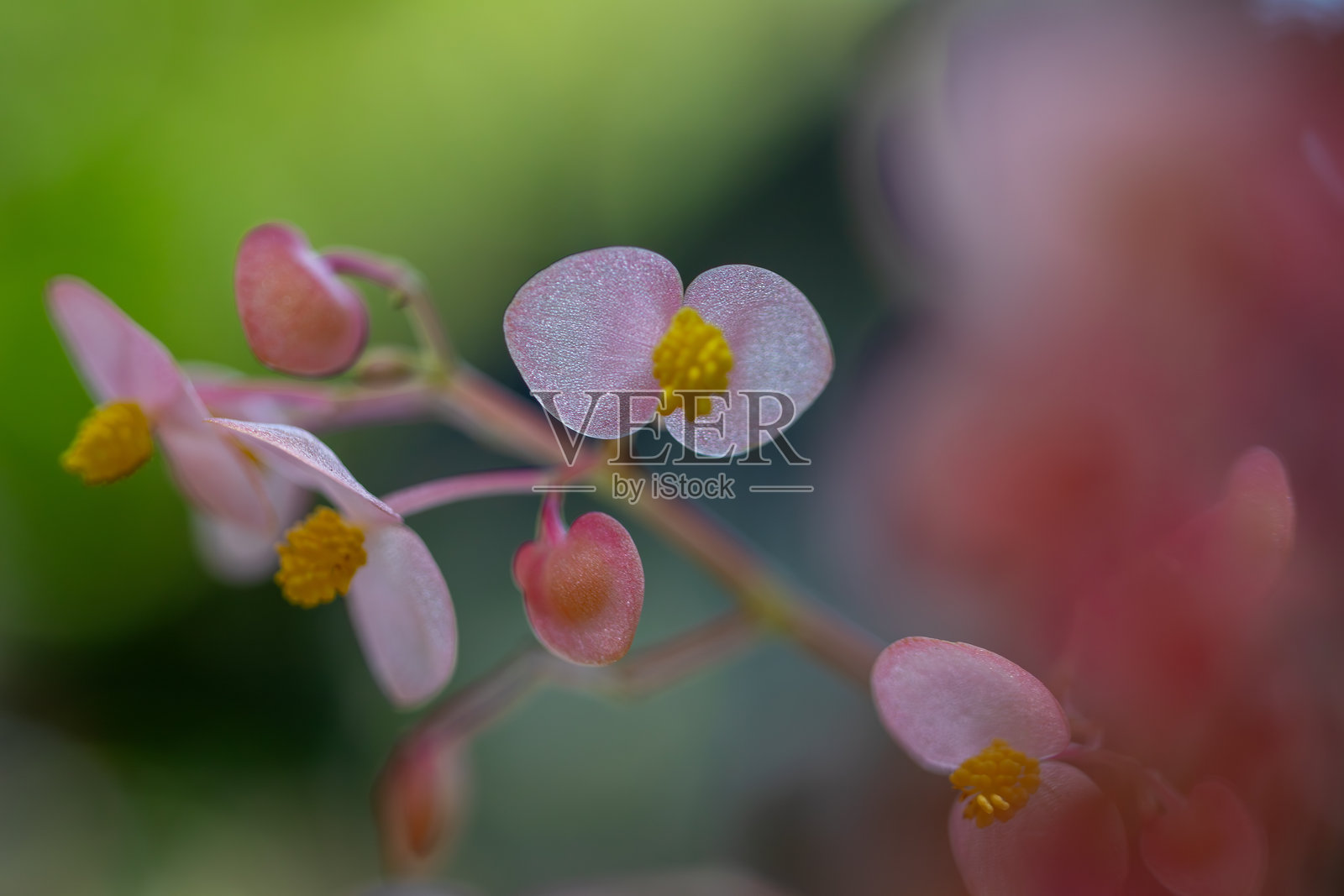 自然光下粉色秋海棠花微距，黄色花蕊照片摄影图片