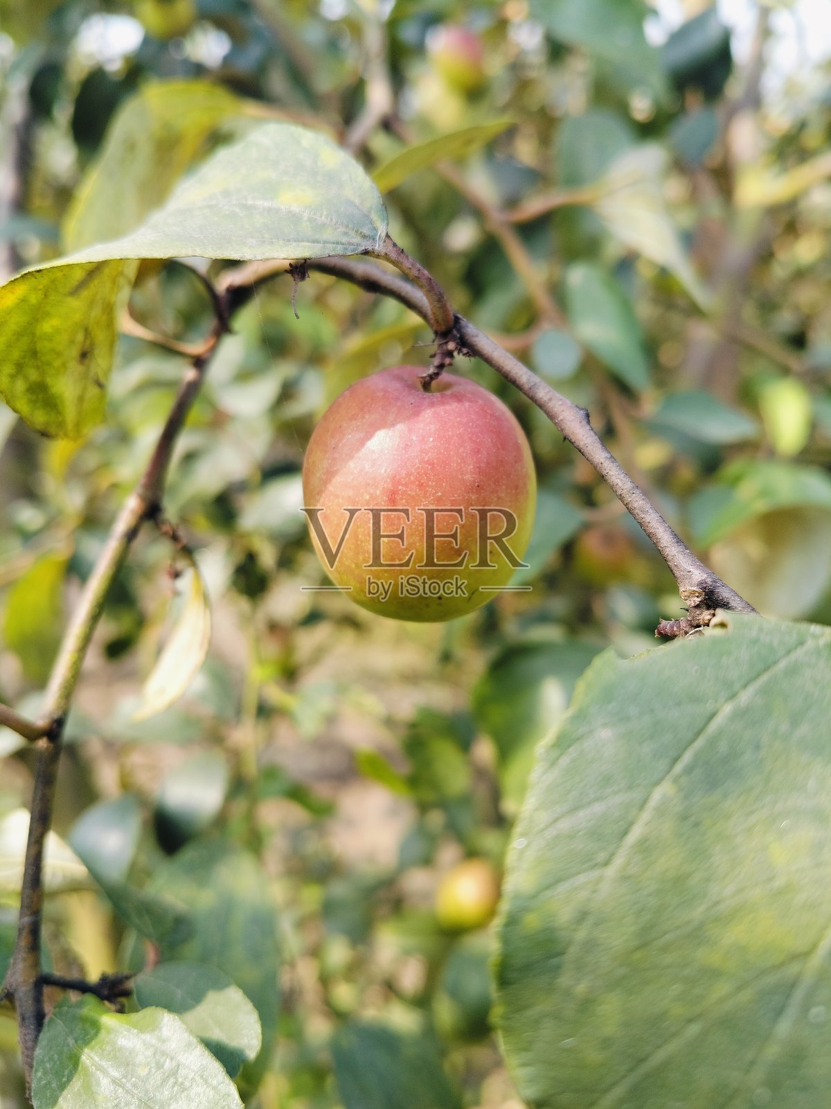 树上成熟的苹果照片摄影图片