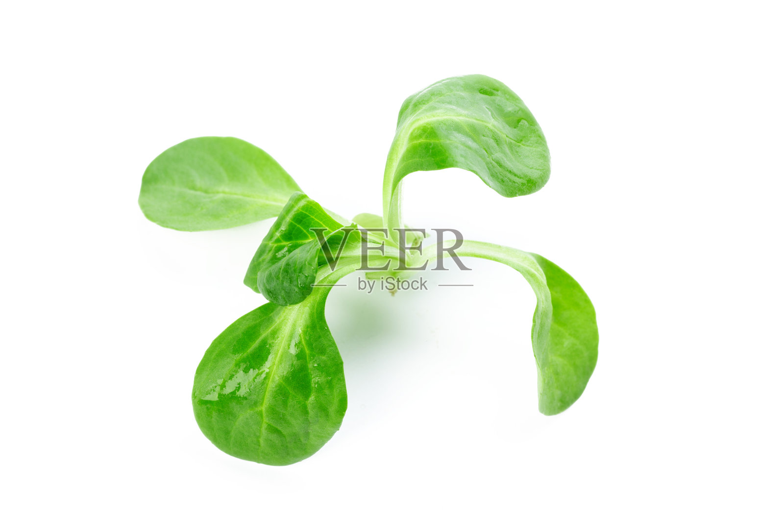 新鲜的绿色沙拉叶，置于明亮的白色背景上，准备好制作健康餐点照片摄影图片