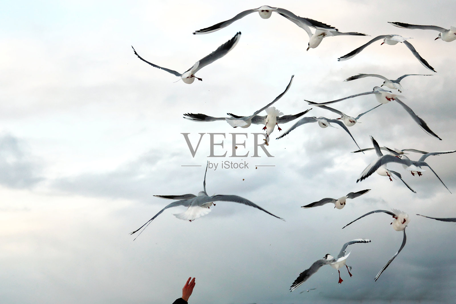 海鸥在多云的天空中翱翔，一只手伸向空中喂食它们照片摄影图片