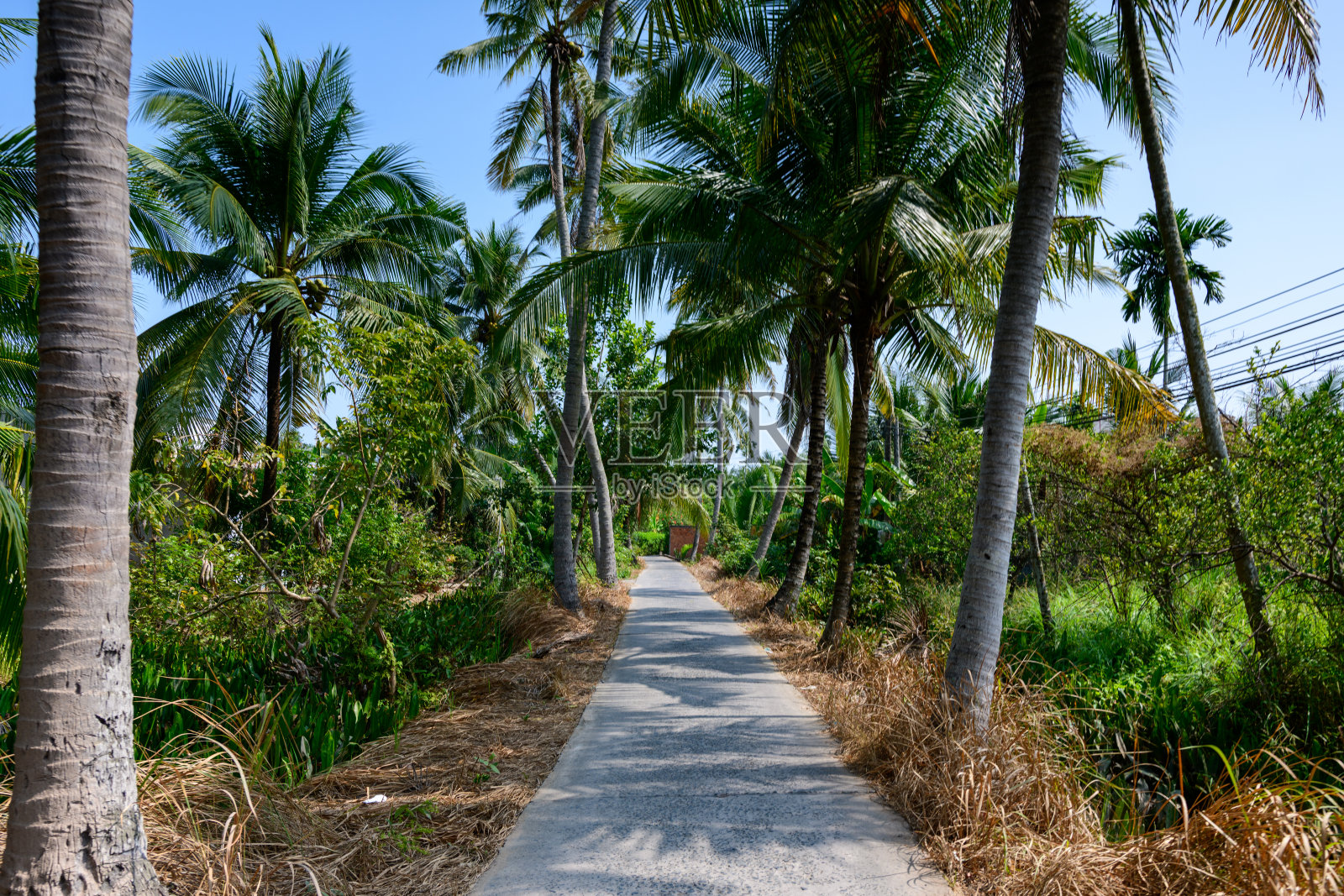 椰子树丛中的混凝土小路，槟椥照片摄影图片