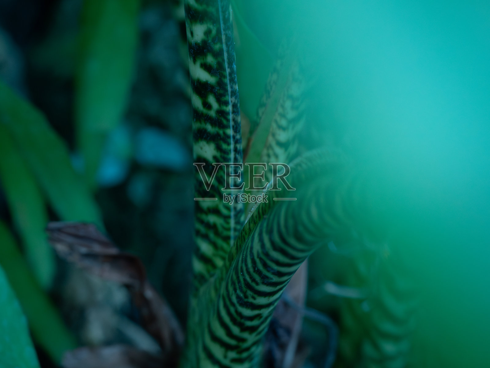 自然近景照片摄影图片