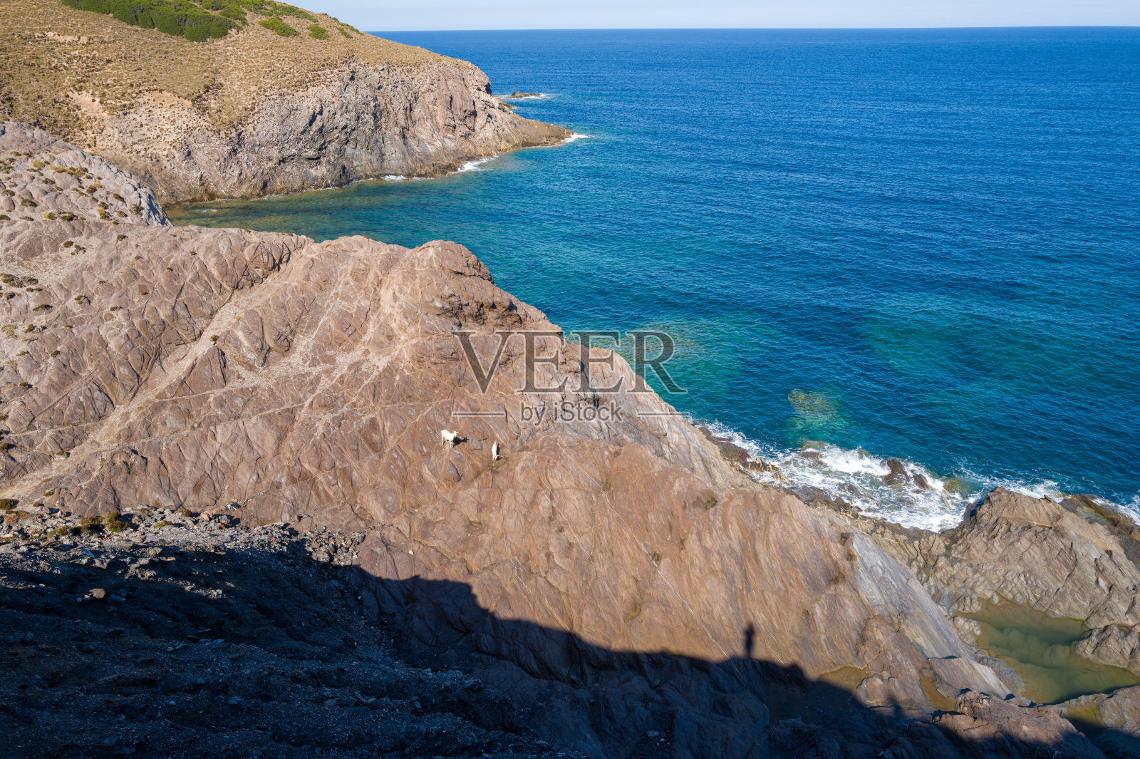 山羊在阿真蒂耶拉·撒丁岛崎岖的海岸岩石上照片摄影图片