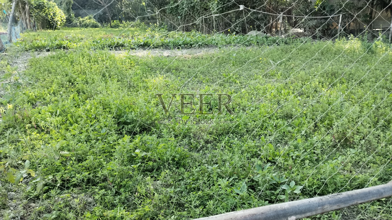 绿色景观照片摄影图片