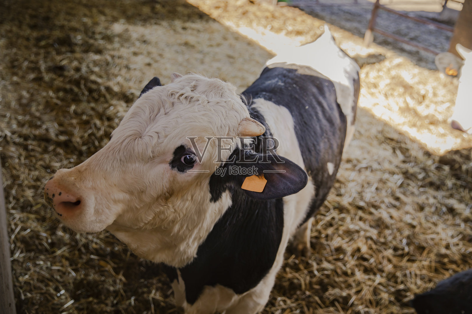 农场里一头年轻奶牛的特写肖像照片摄影图片