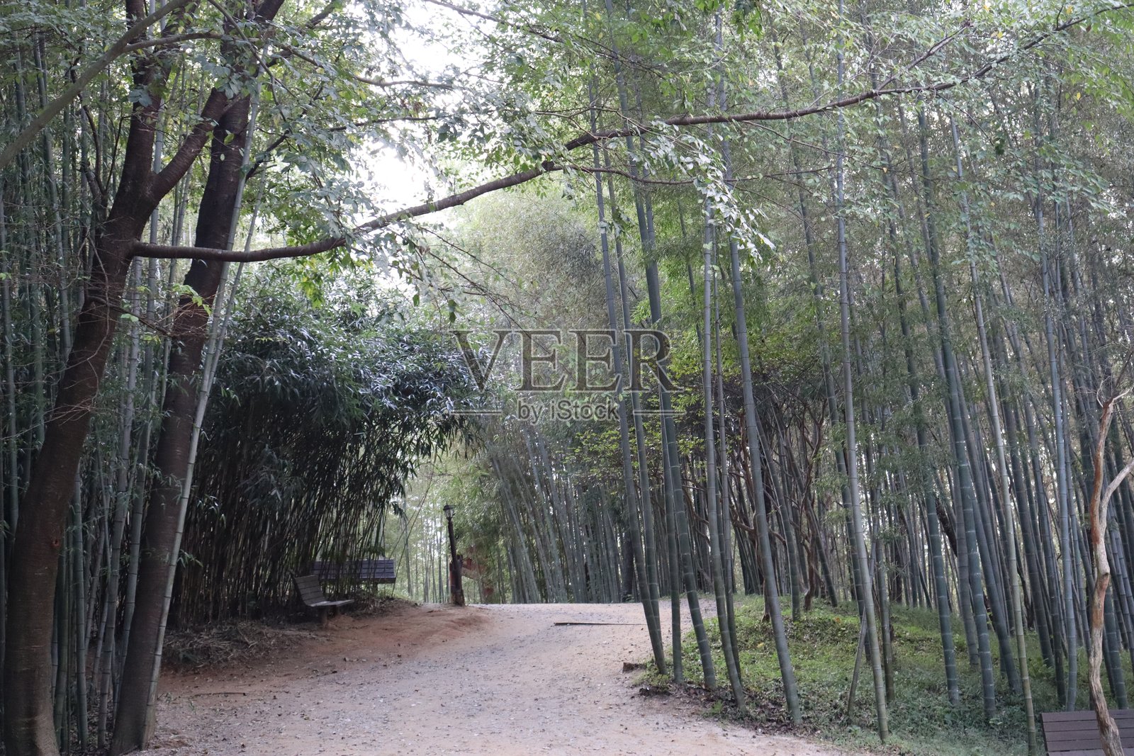 竹林照片摄影图片