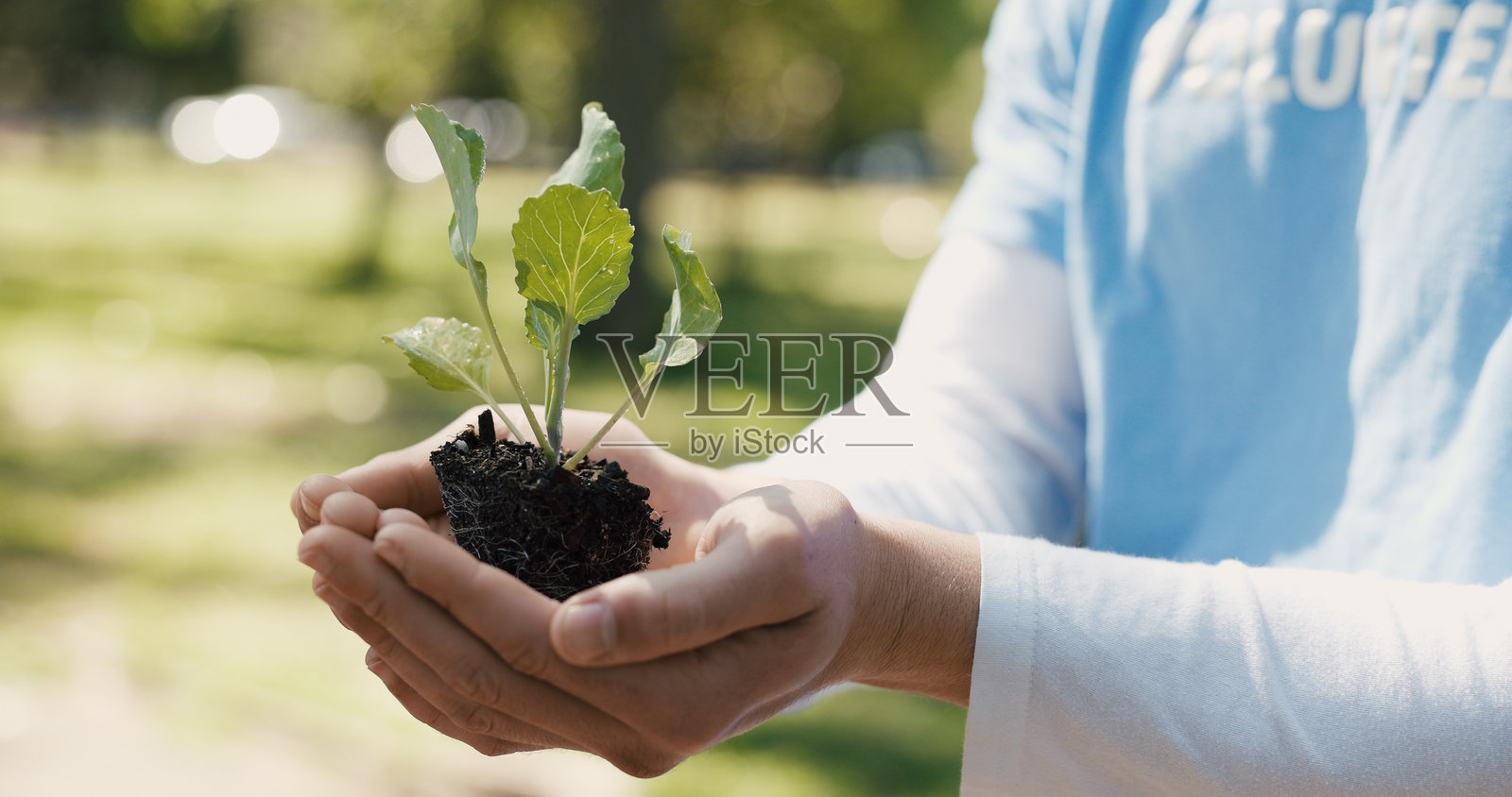 志愿者在自然环境中用土壤、植物和双手进行社区服务以促进可持续发展。非营利组织、户外工作者和NGO工作者使用肥料促进叶片生长，在公园举办地球日慈善活动。照片摄影图片