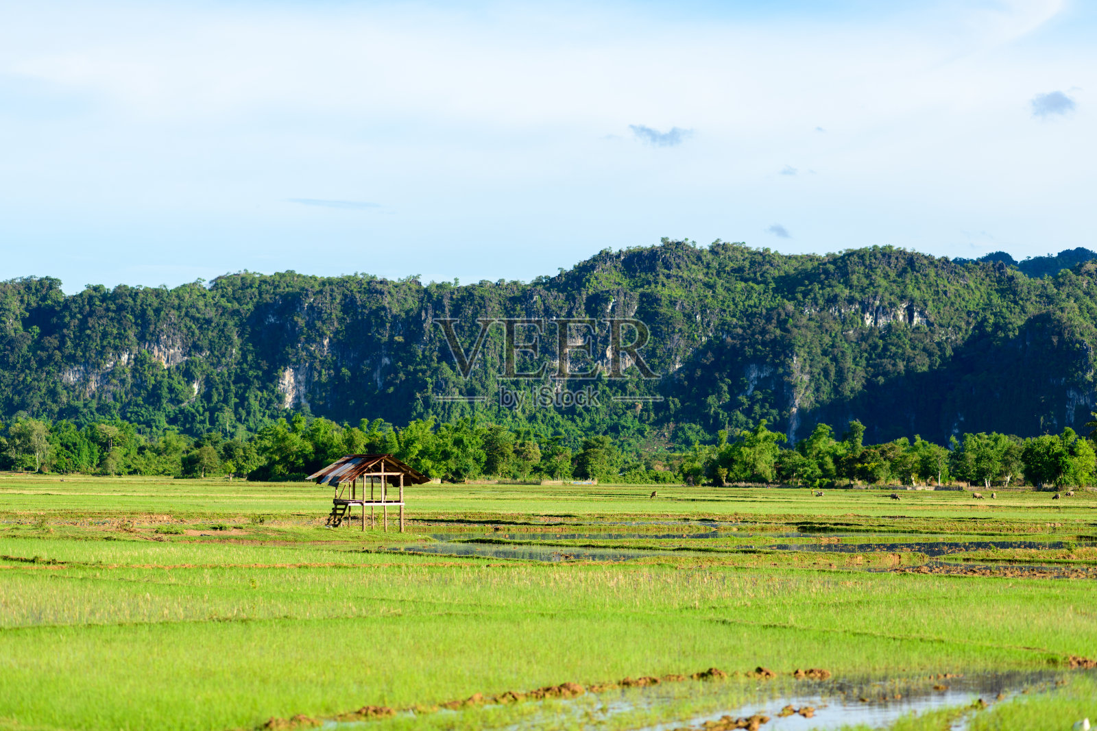 石灰岩山丘下的绿色稻田中的木屋照片摄影图片