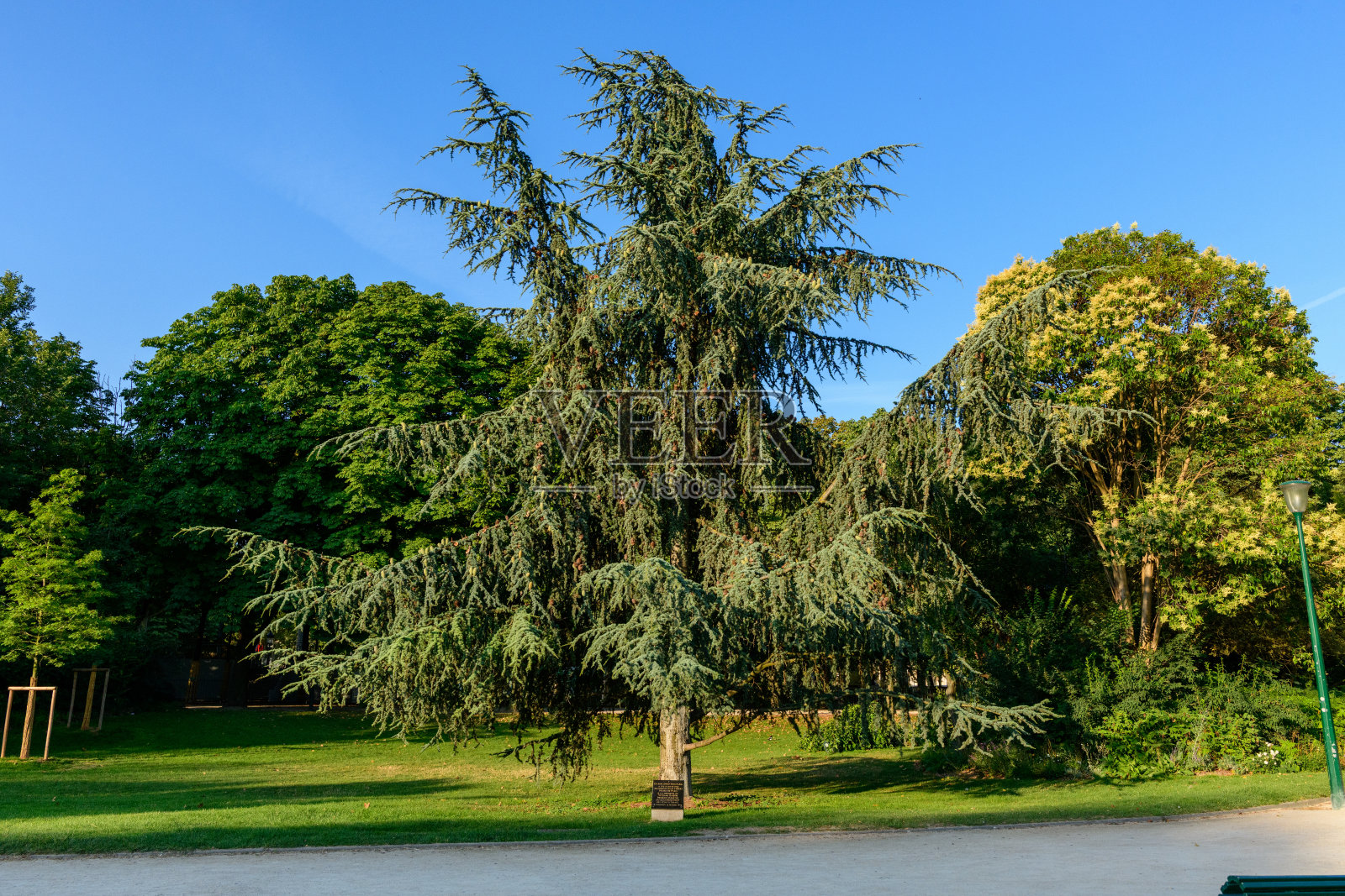 巴黎城市公园里雄伟的雪松树照片摄影图片