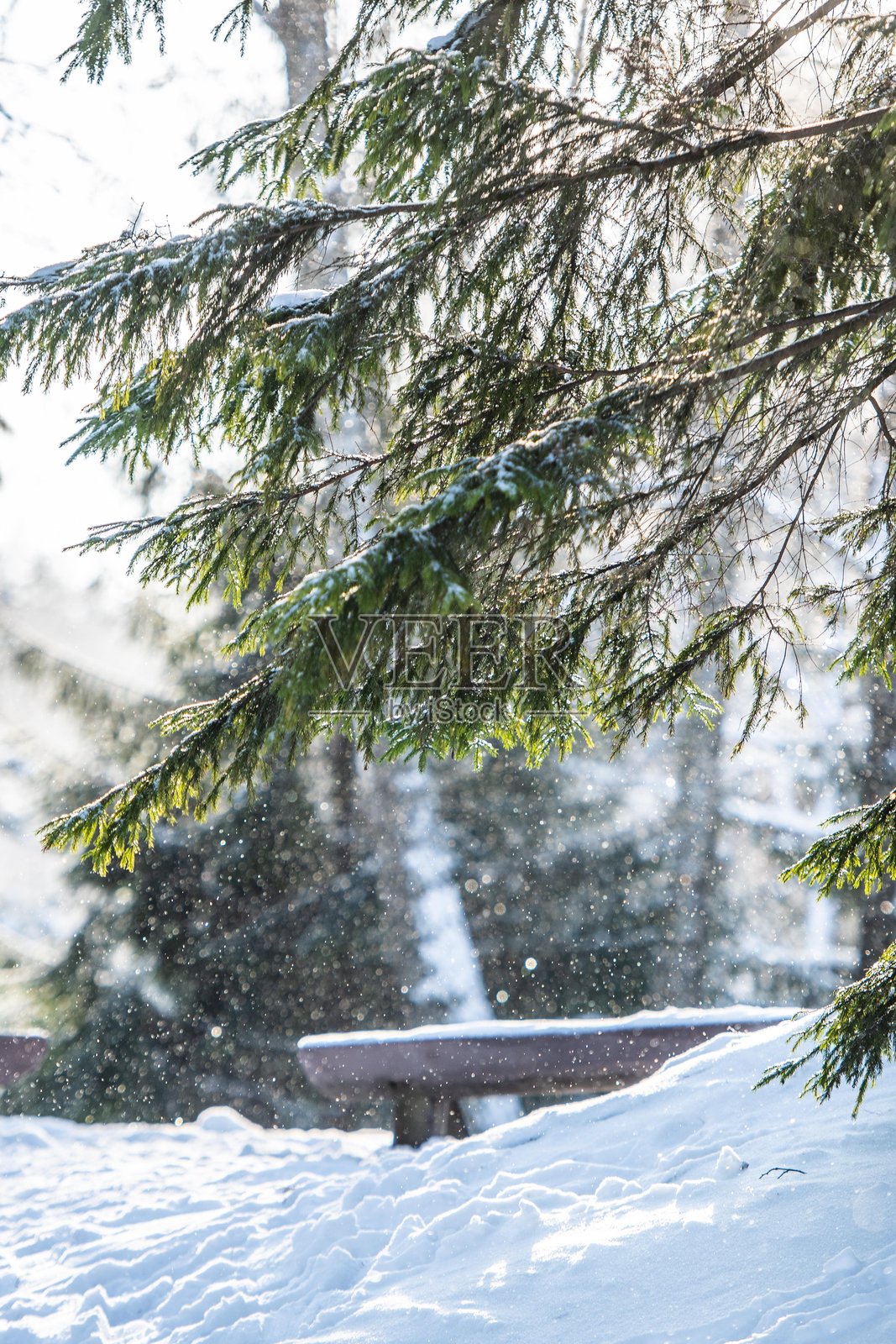 冬日森林中，雪覆盖的松树或冷杉树枝和针叶在阳光下照片摄影图片