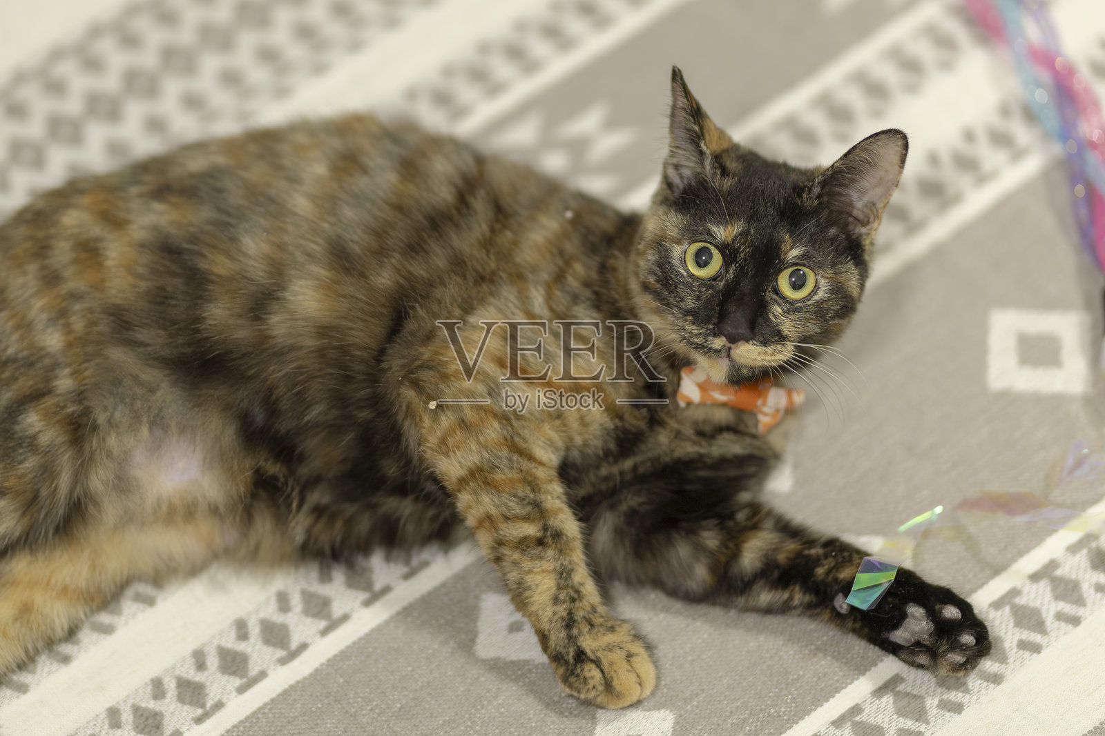 玳瑁猫，名叫内里照片摄影图片