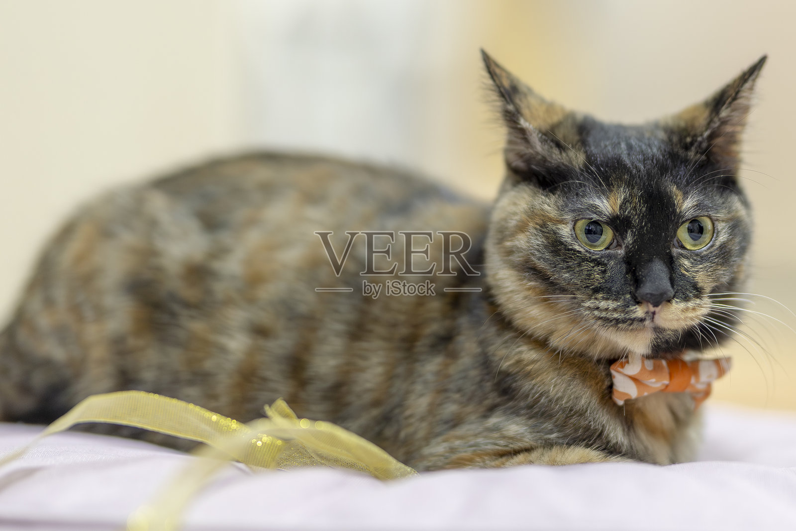 玳瑁猫，名叫内里照片摄影图片