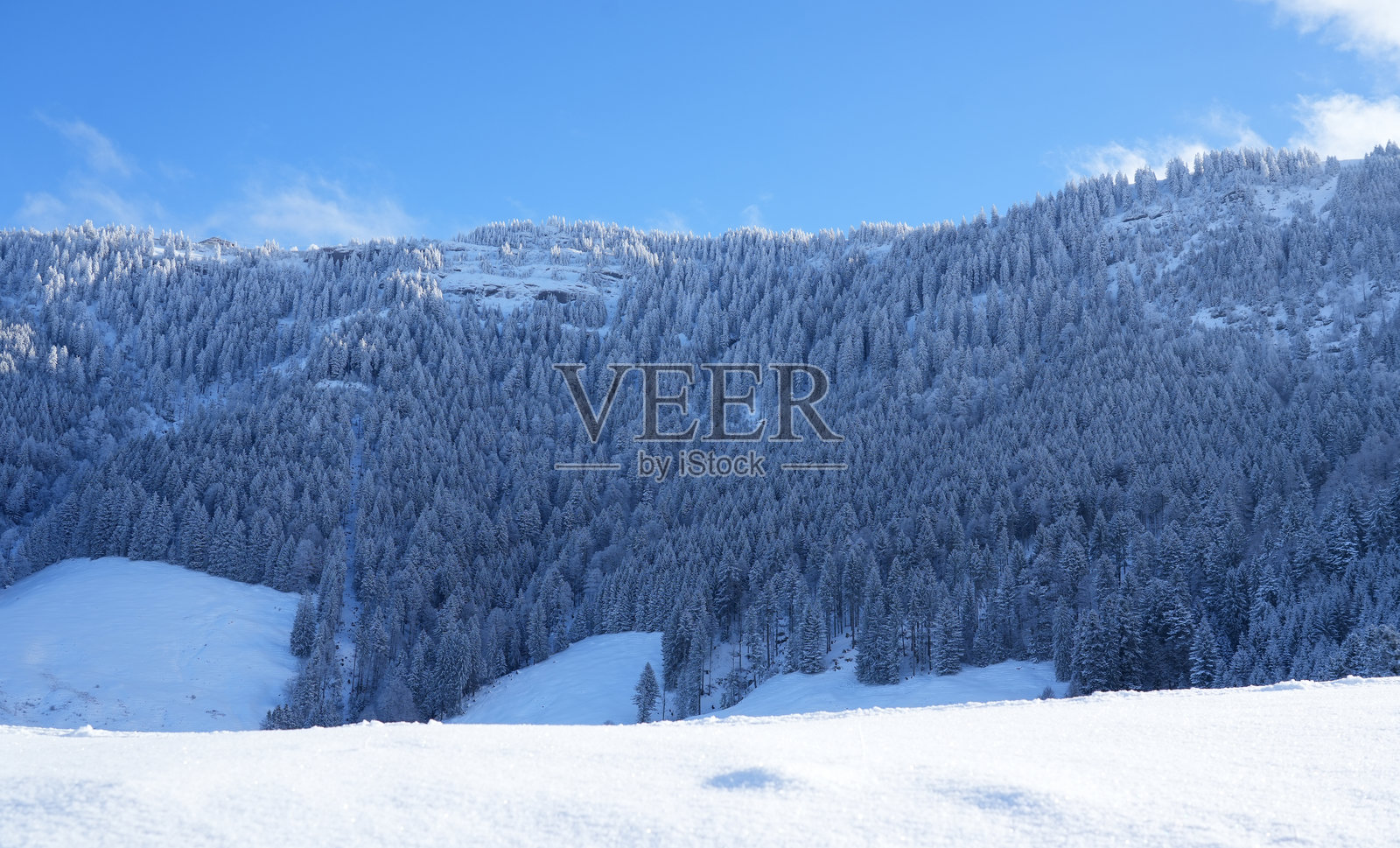 白雪覆盖的山景，密集的常绿树木在湛蓝的天空下，营造出宁静的冬日氛围，覆盖着未经触碰的白雪照片摄影图片