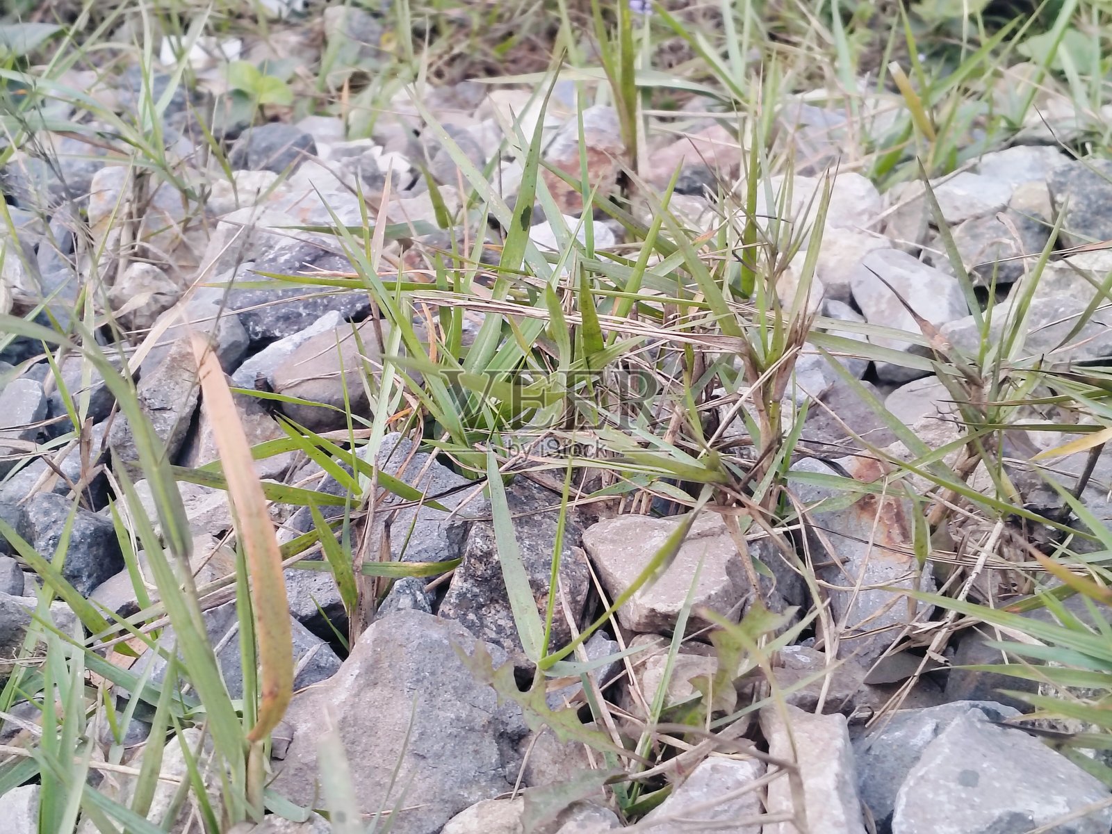 盘中盛放的传统餐点照片摄影图片