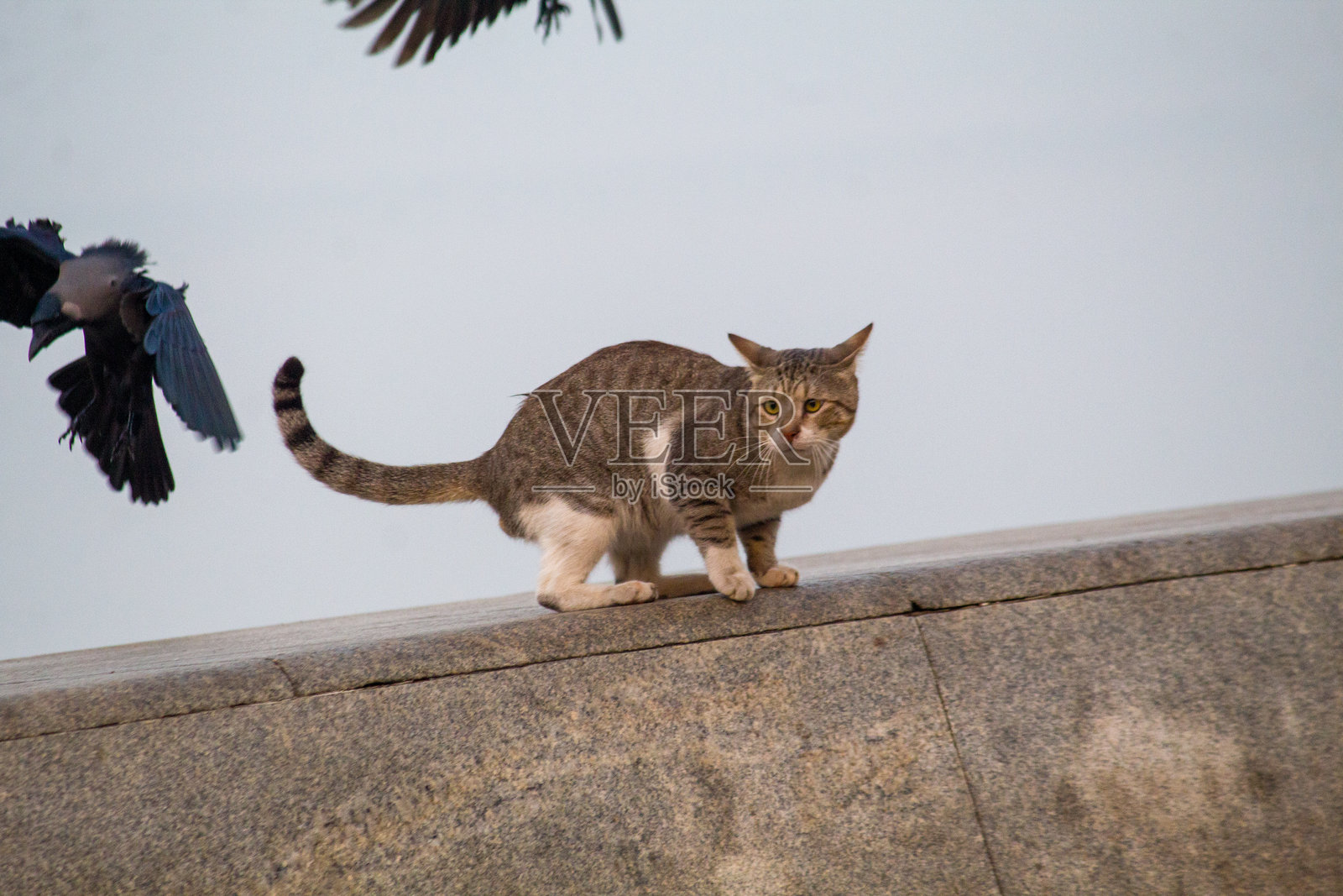 一只警惕的虎斑猫在晴朗的天空下走在墙上，在城市的户外环境中展现出好奇心和平衡感。照片摄影图片