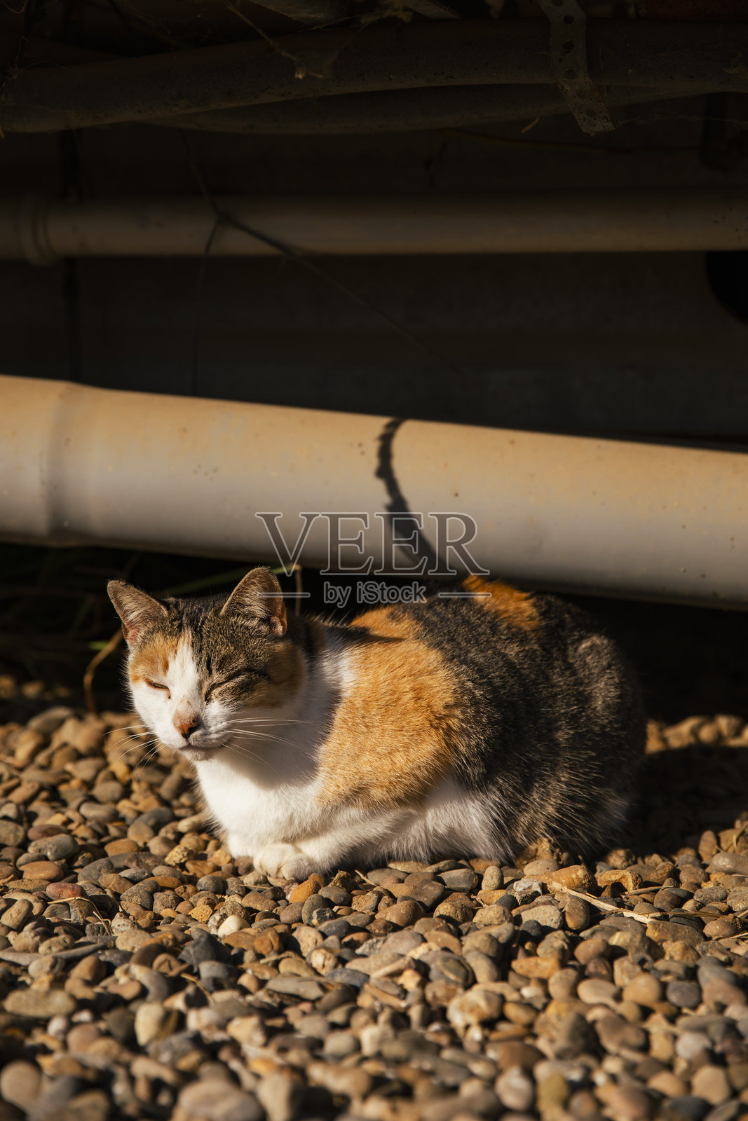农场猫在乡村环境中休息在管道下照片摄影图片