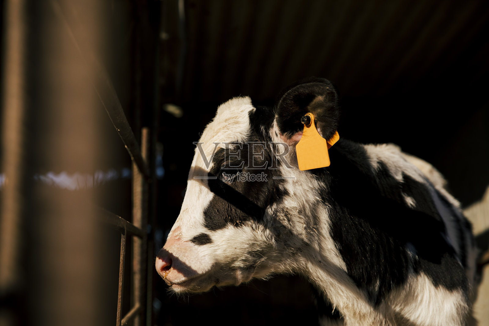 农场里年轻奶牛幼崽的特写肖像照片摄影图片