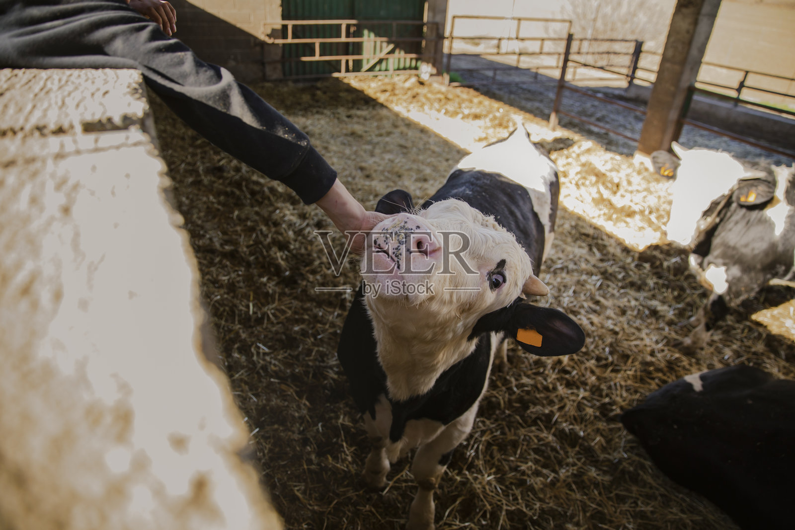 一个人在农场里触摸并与一头小牛互动照片摄影图片