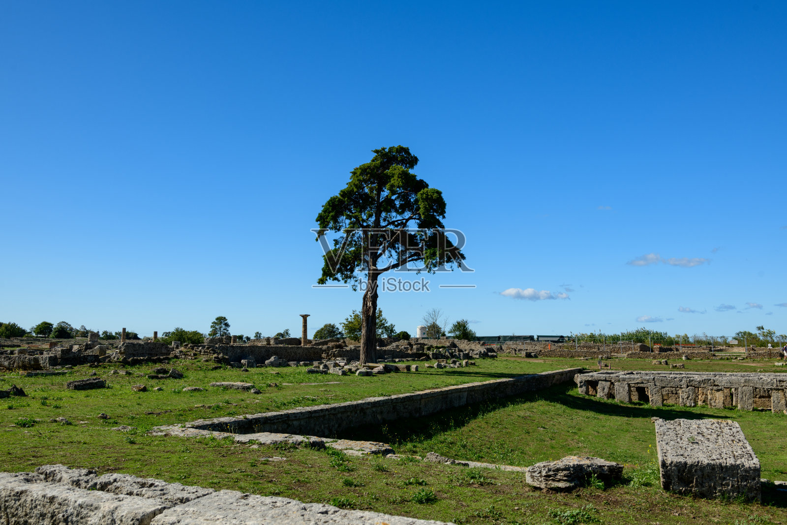 意大利佩斯图姆古遗址中的孤树照片摄影图片