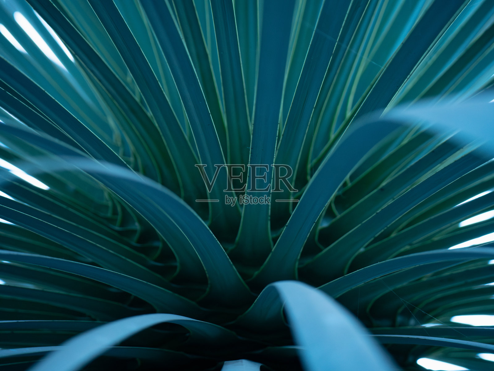 特写自然照片摄影图片