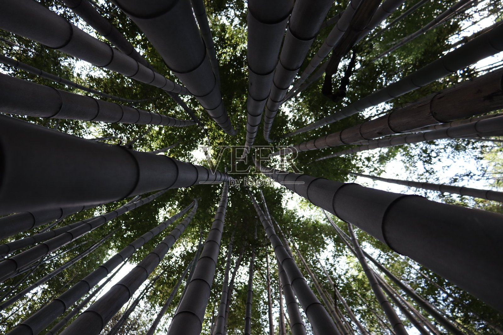 竹林照片摄影图片