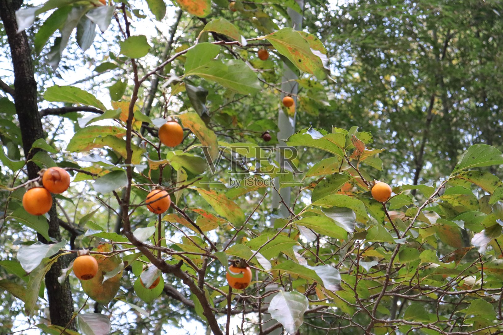 柿子照片摄影图片