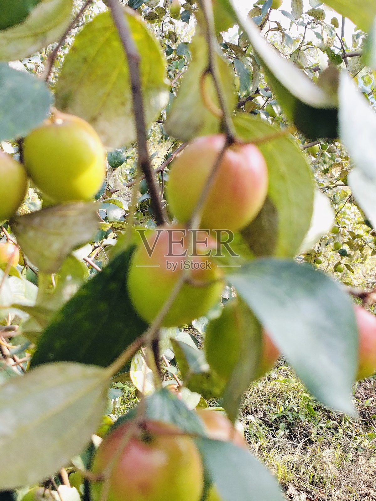 苹果园特写照片摄影图片