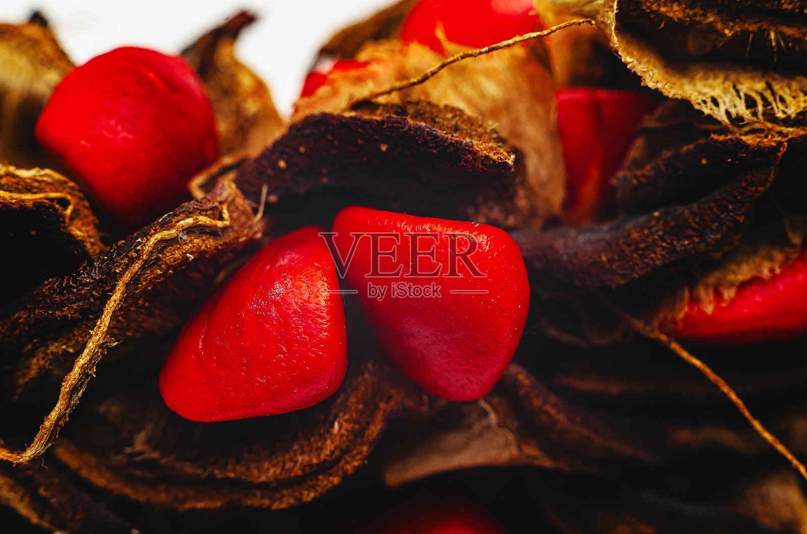 干枯的红色木兰种子，生长在干枯的棕色花序中。微距照片。有趣的秋季屏保。照片摄影图片