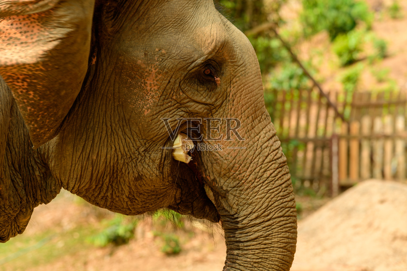 特写亚洲象吃甘蔗照片摄影图片