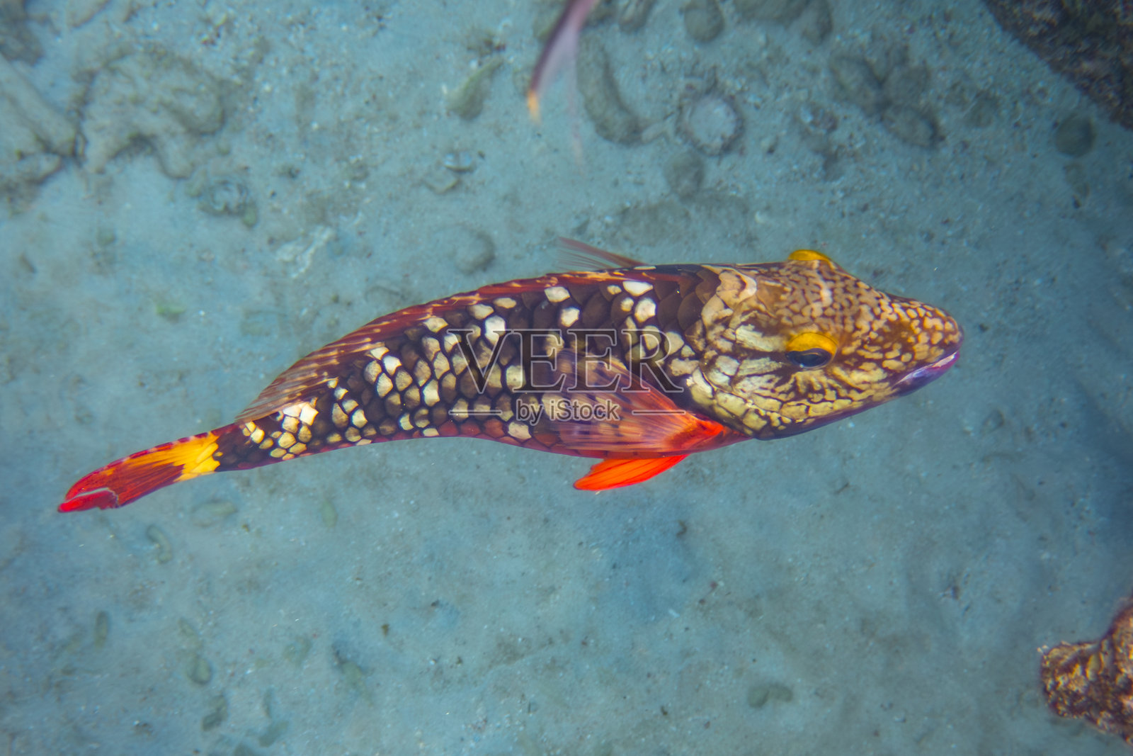 五彩斑斓的珊瑚礁鱼类在水下沙质海床上游动照片摄影图片