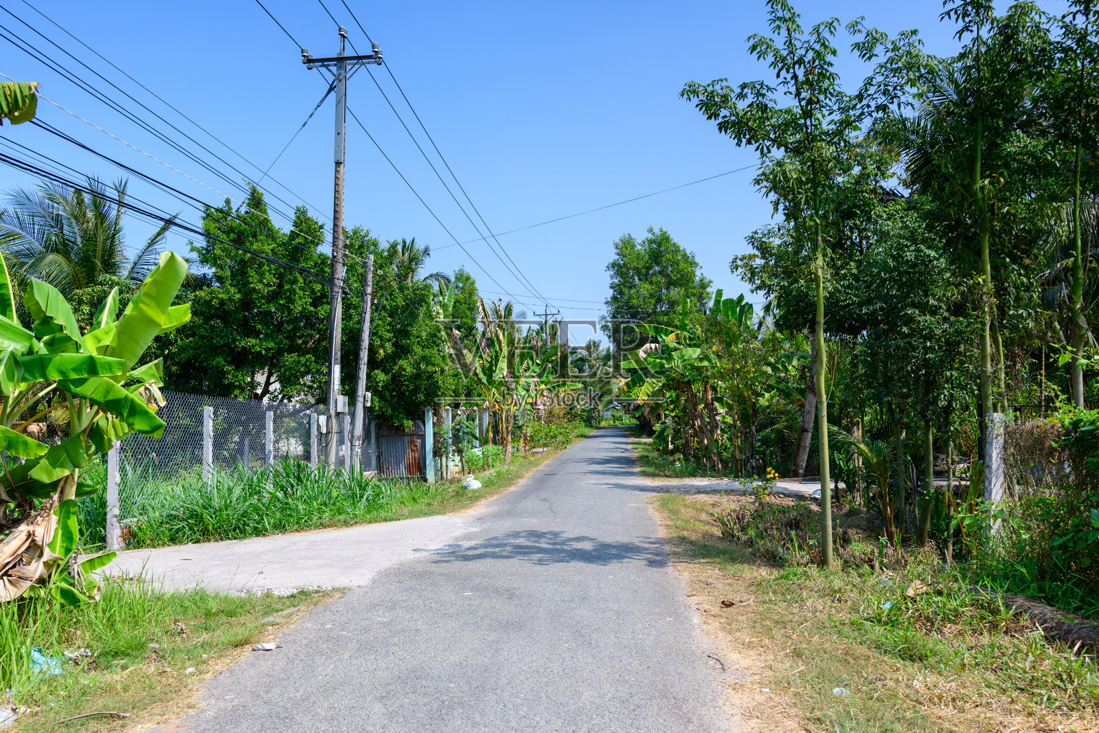 越南槟椥省阳光明媚的乡村小路，两旁是热带树木照片摄影图片