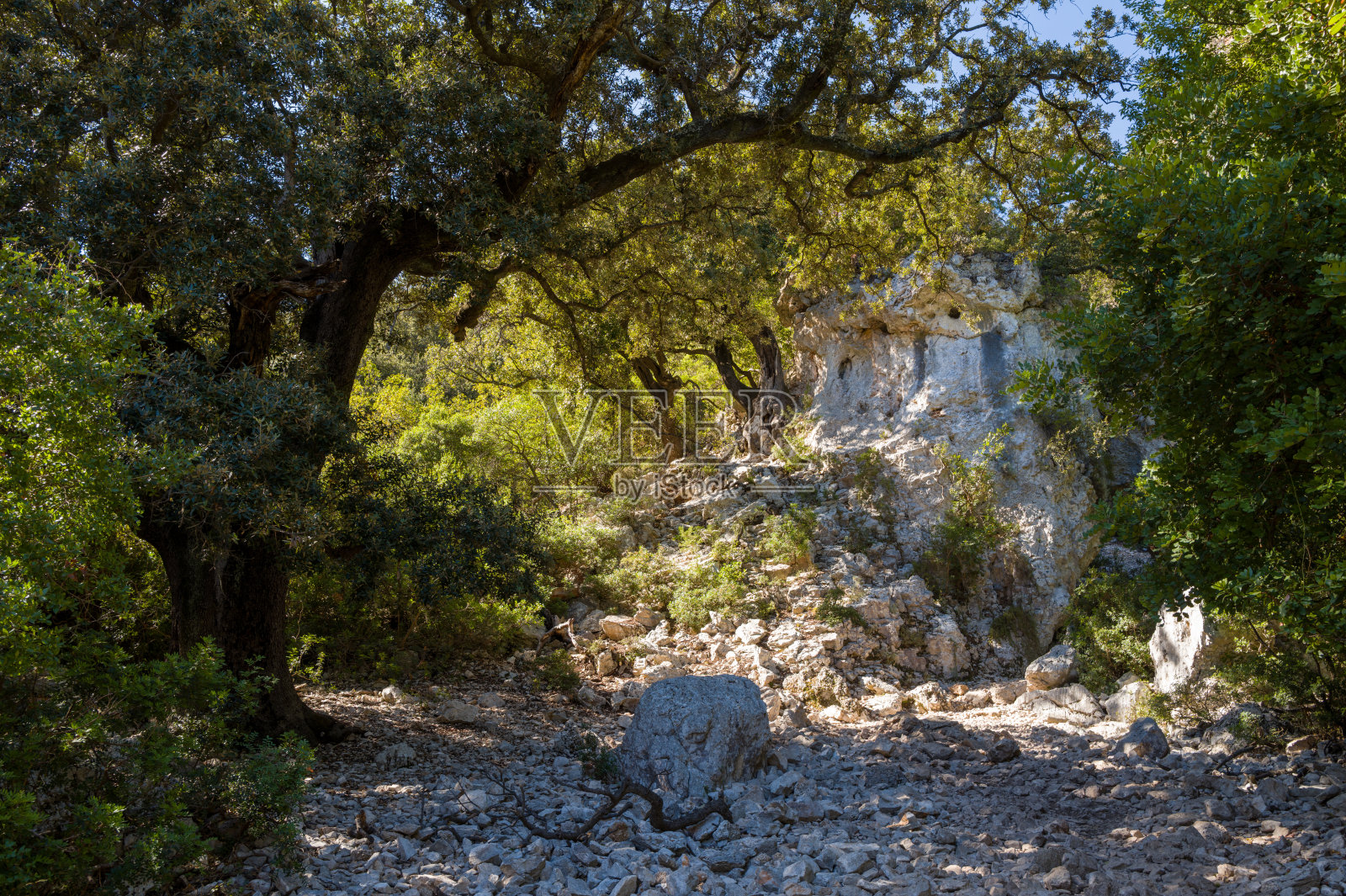 撒丁岛，阳光下的岩石空地与古老树木照片摄影图片