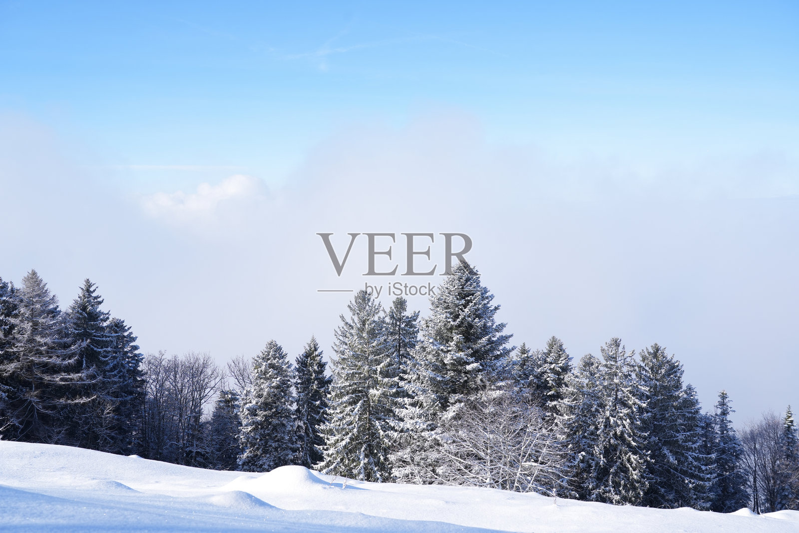 雪松覆盖的常绿树木在湛蓝的天空下巍然屹立，柔软的白雪覆盖着大地和远山，构成了一幅宁静的冬日景象。照片摄影图片