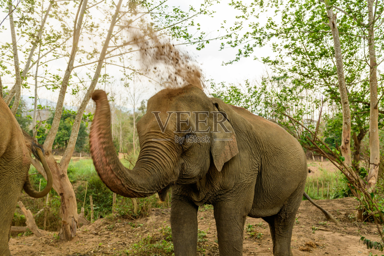 亚洲象在林间空地上进行沙浴照片摄影图片