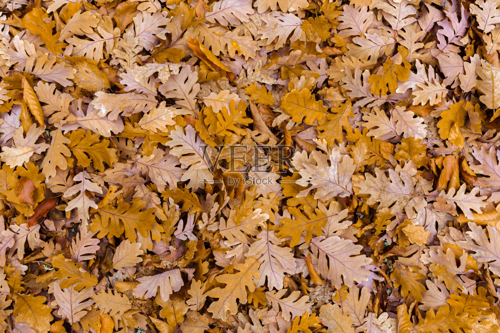 宁静的森林地面上覆盖着五彩斑斓的秋叶照片摄影图片