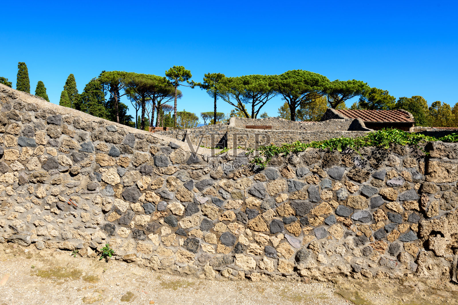 庞贝古城的火山石墙与松树照片摄影图片