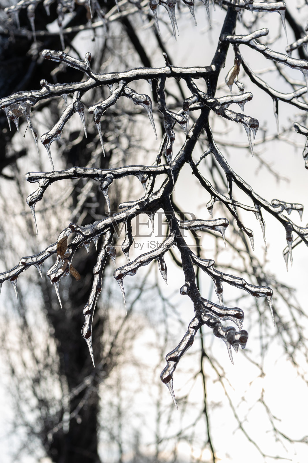 雨雪冰冻下的树枝照片摄影图片