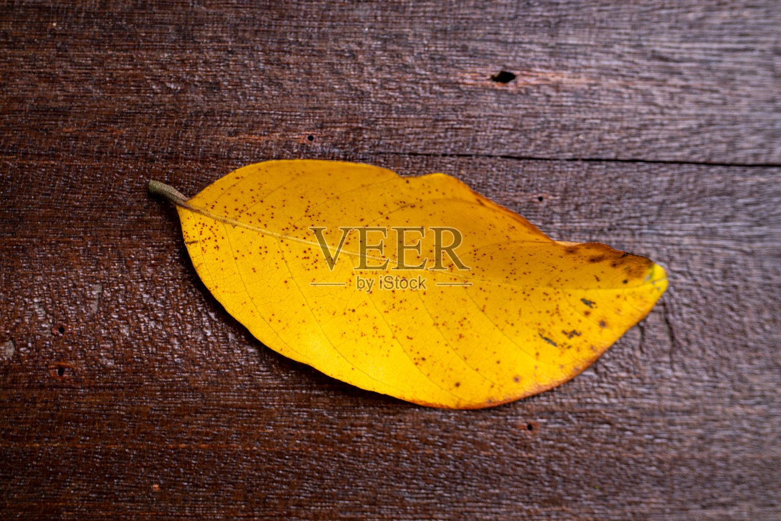 粗糙木质背景上的单片黄叶照片摄影图片