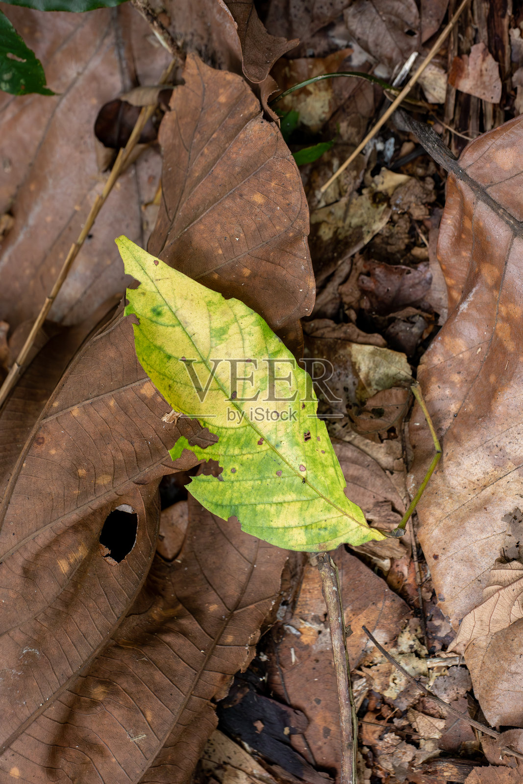一片绿叶落在林间干燥的落叶上照片摄影图片