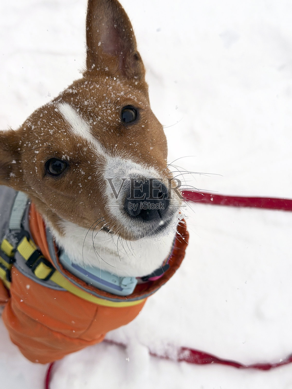 近距离拍摄的冬季巴吉吉犬肖像，它穿着一件橙色夹克，站在雪中，身上沾满了雪花。照片摄影图片