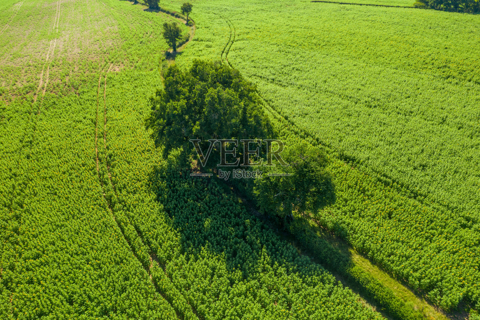 一棵孤树在葱郁的绿野中投下阴影照片摄影图片