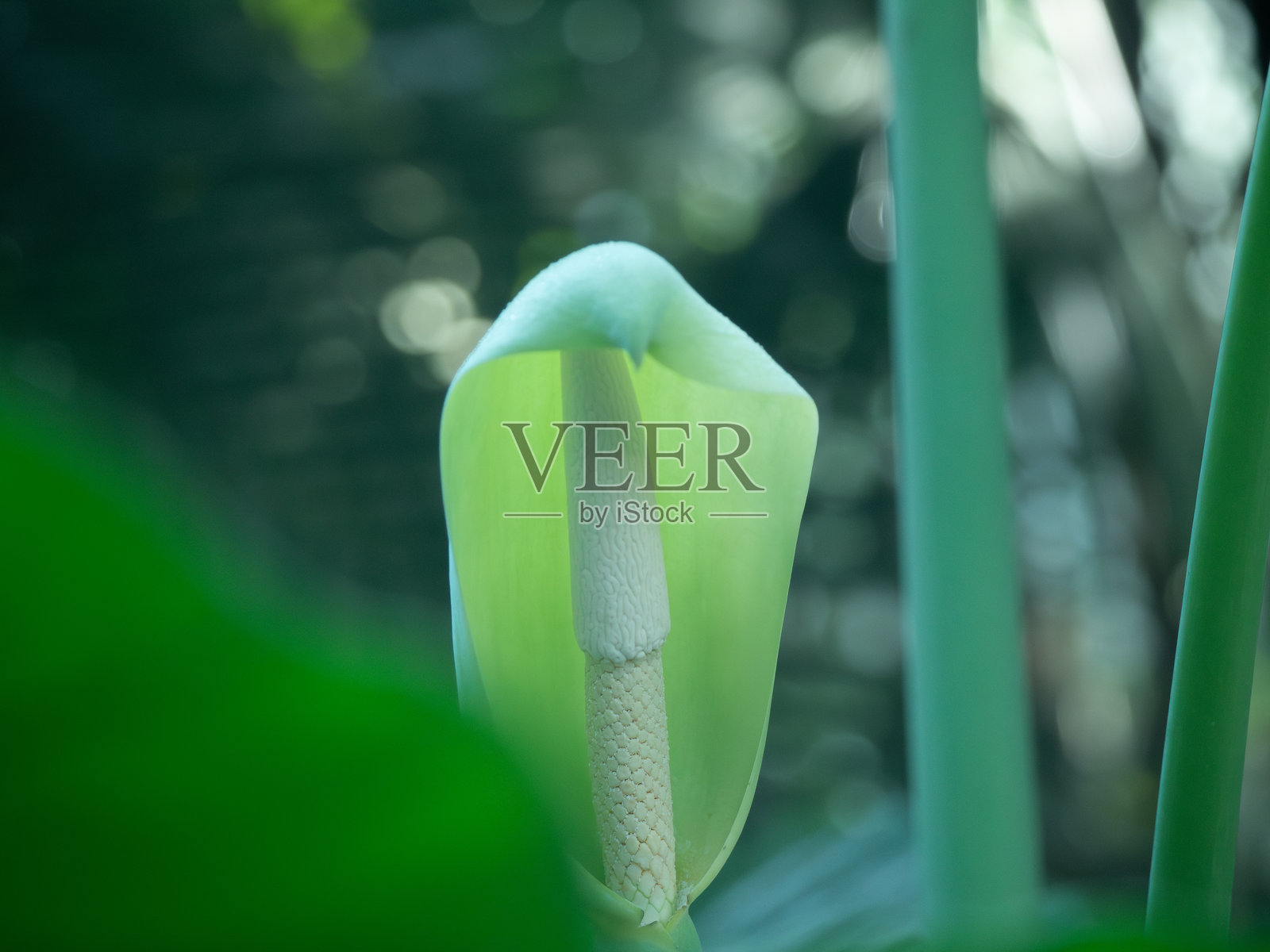 一片小叶子照片摄影图片