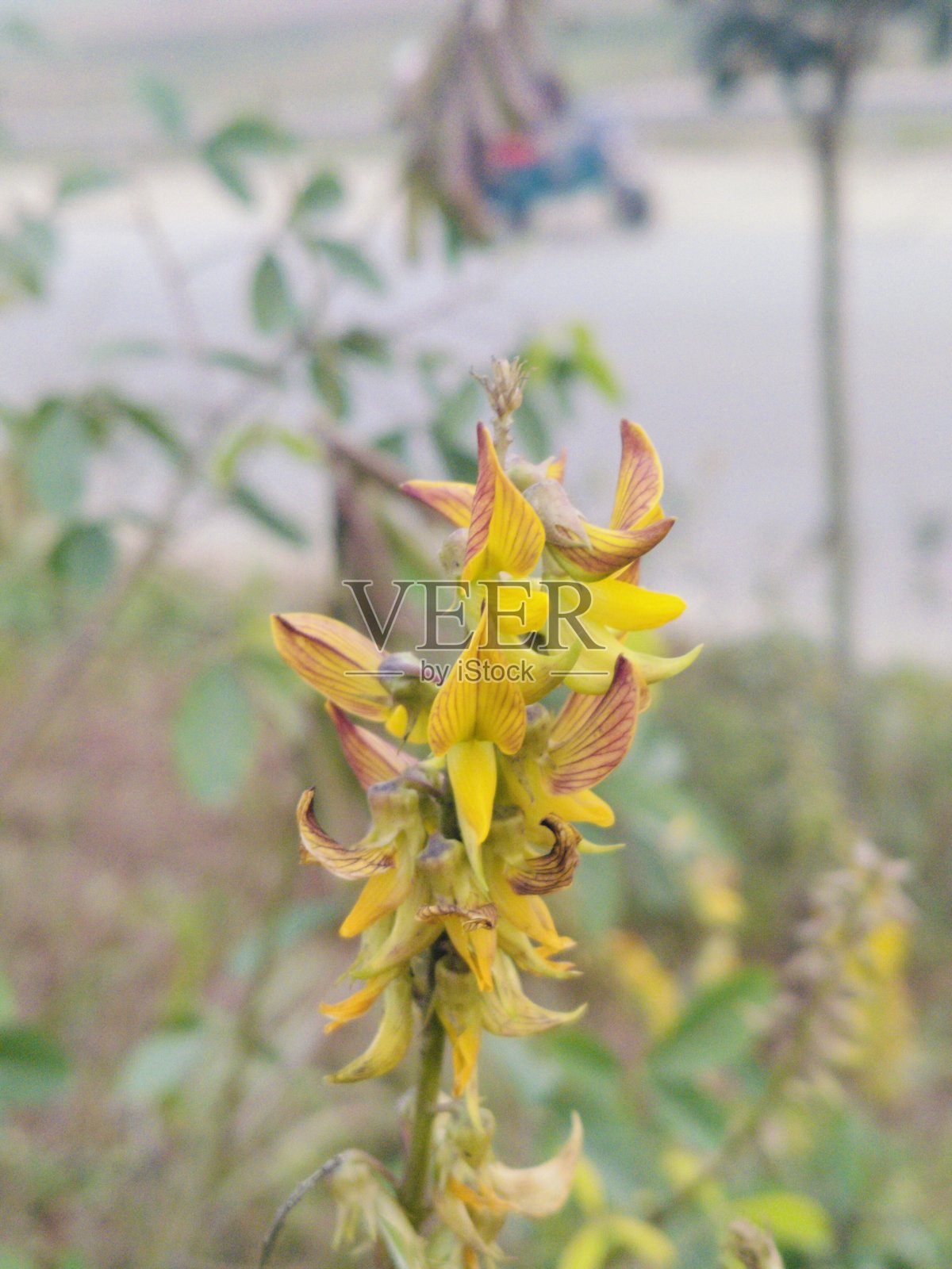 紫色野花簇拥照片摄影图片